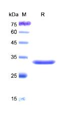 SDS-PAGE (MSR1-1258H).jpg